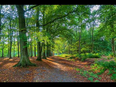 Tibles  -  Aş vrea, Isuse scump, să fiu ca Tine 