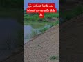 Amirkhanvoice