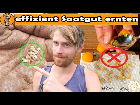 Tomaten Saatgut ernten - Nur noch SO! | Bittere Zucchini vermeiden | Tipps Saatgut gewinnen
