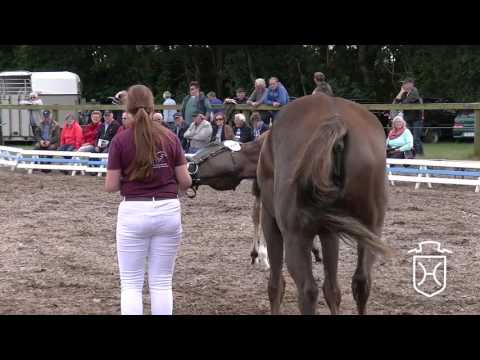 Holsteiner Fohlenchampionat 2017 - Schleswig-Flensburg - Siegerhengstring