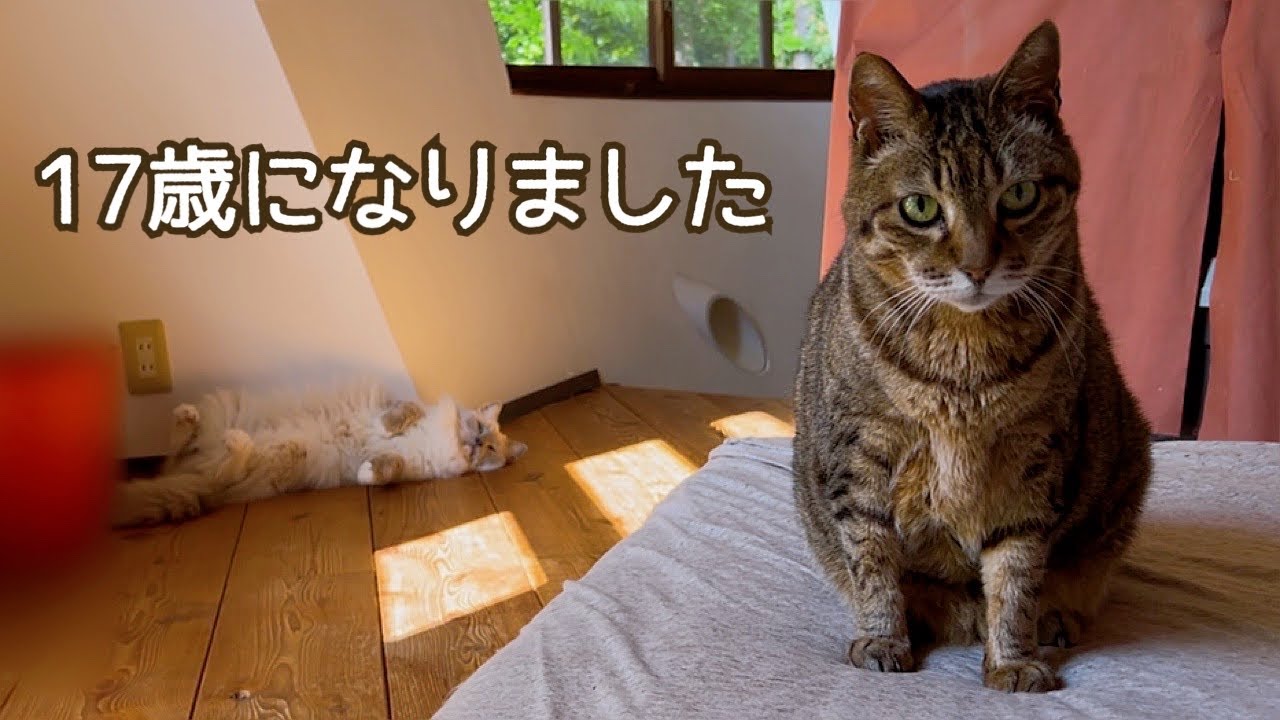 【感謝】17歳になった猫と６ニャン家族の日常。長生きしてくれてありがとう