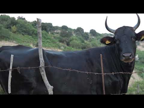 la montagna di cinisi