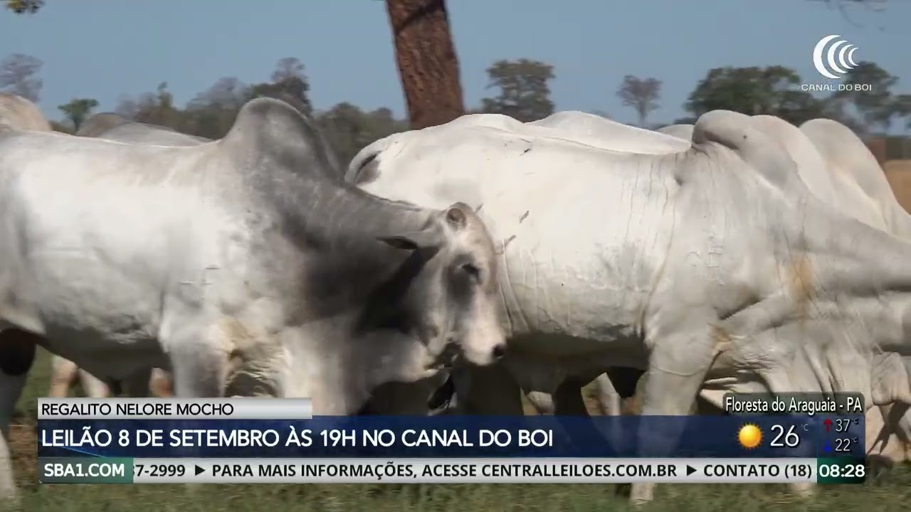Regalito Nelore Mocho realiza leilão dia 8 de setembro no Canal do Boi