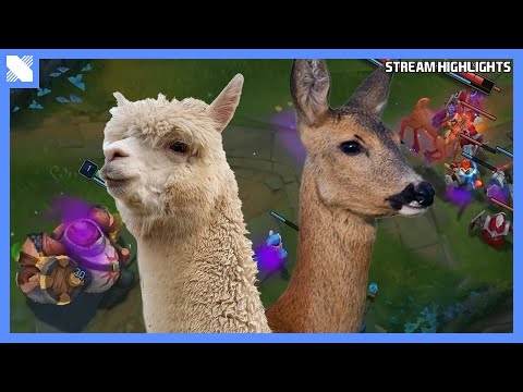 Alpaca vs Deer