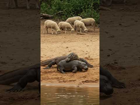 Komodo and Hippopotamus #wildlife #animals #wildanimals #documentary