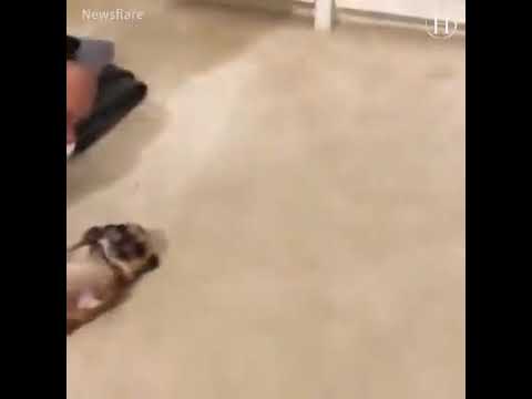 Dogs love for human babies