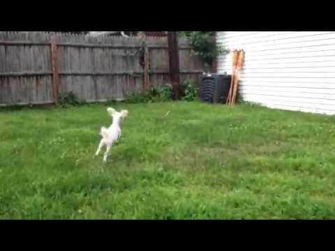 JJ, an adopted Maltese & Bichon Frise Mix in North Grafton, MA_image-1