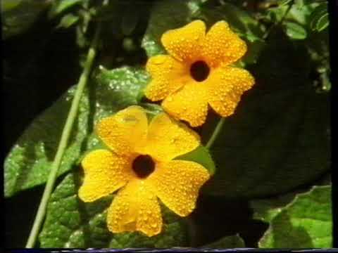 Mitt i naturen SVT 1989-10-28