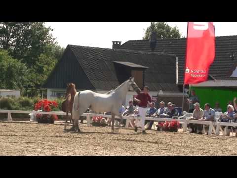 Holsteiner Hengstfohlen von Uriko