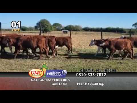 Lote 80 Terneros en Perugorría, Corrientes