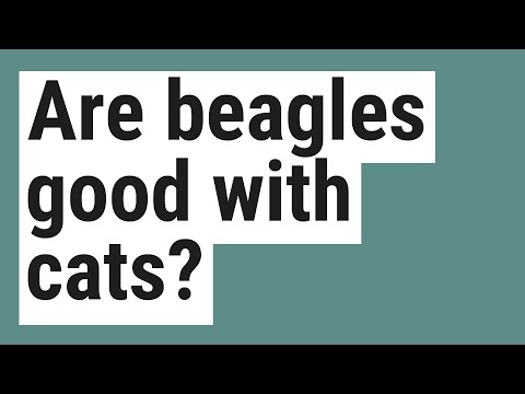 Are beagles good with cats?