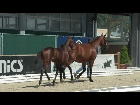 Nowak, Fürst Zonik PS -Lord Swiss-Dream of Glory