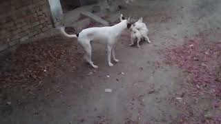 Baby Girl Is Being Raised By Six German Shepherds | The Dodos,SQE