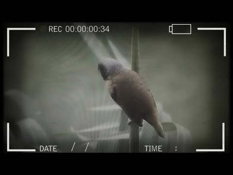 Wizzow - Kicau  (Official Lyric Video)