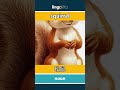 squirrel - 松鼠 video thumbnail