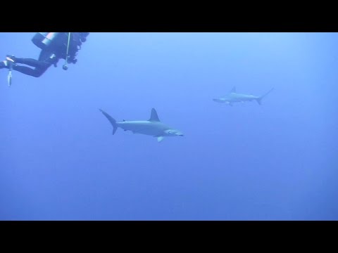 Project Shark - Red Sea April 2015