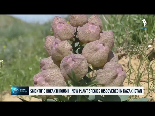 Kazakistan'da yeni bitki türü keşfedildi