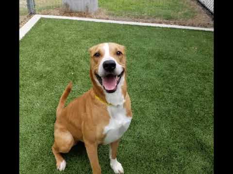 King, an adopted Yellow Labrador Retriever & Pit Bull Terrier Mix in Baltimore, MD_image-1