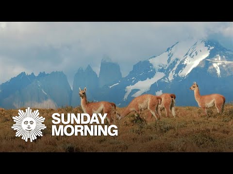 Nature: Guanacos in Chile