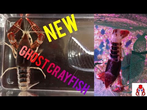Received Ghost Crayfish Pair - How to Sex P. Clarkii
