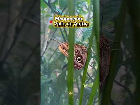 Mariposario Valle de Anton