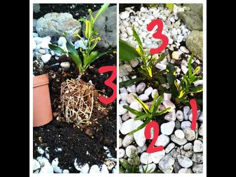 地面に凍った植物を救う方法