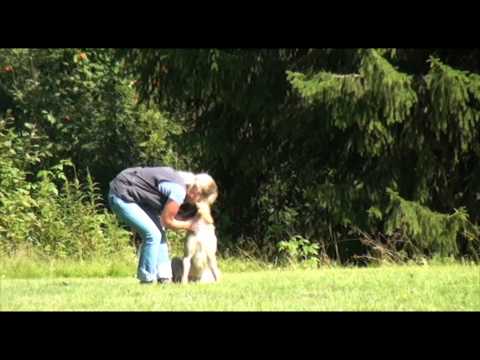 Spårtävling, elitklass, Sundsvalls Brukshundklubb