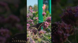 Longwood’s Extraordinary Kitchen Garden