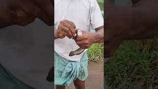 Download lagu വരാൽ പിടുത്തം #nature #megaquarium #fish #thennala #funny #varal#oomachapuya#fishing #bilal mp3 Download lagu വരാൽ പിടുത്തം #nature #megaquarium #fish #thennala #funny #varal#oomachapuya#fishing #bilal mp3