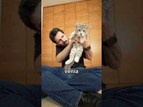 Cats are afraid of cucumbers