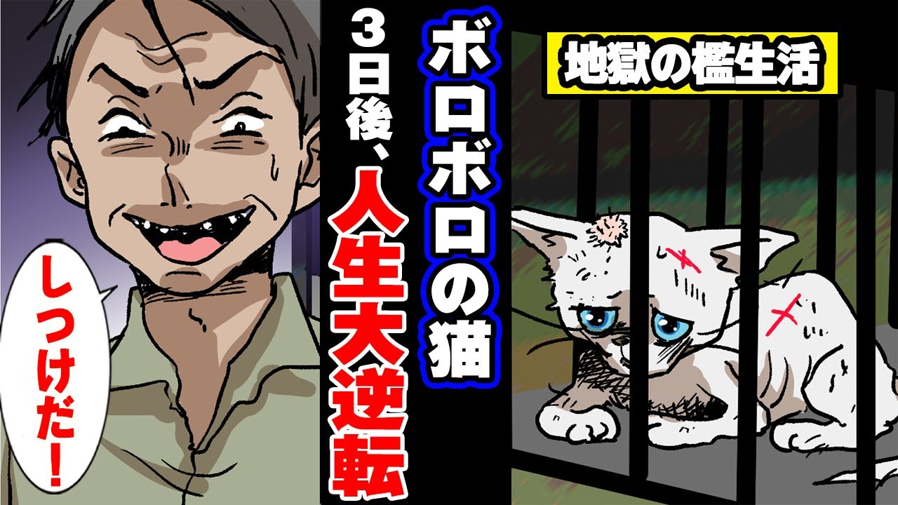 散々痛めつけられ人間が大嫌いになったボロボロの猫→心優しいおばあさんに出会った結果…＜ マンガ動画 ＞【タイスケの動物感動日記】