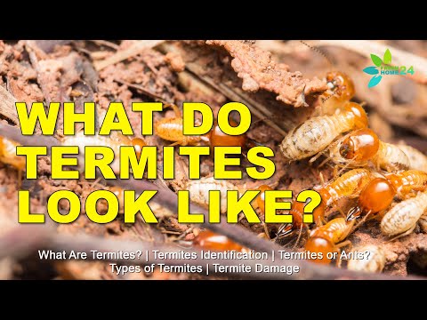 1st YouTube video about are termites nocturnal