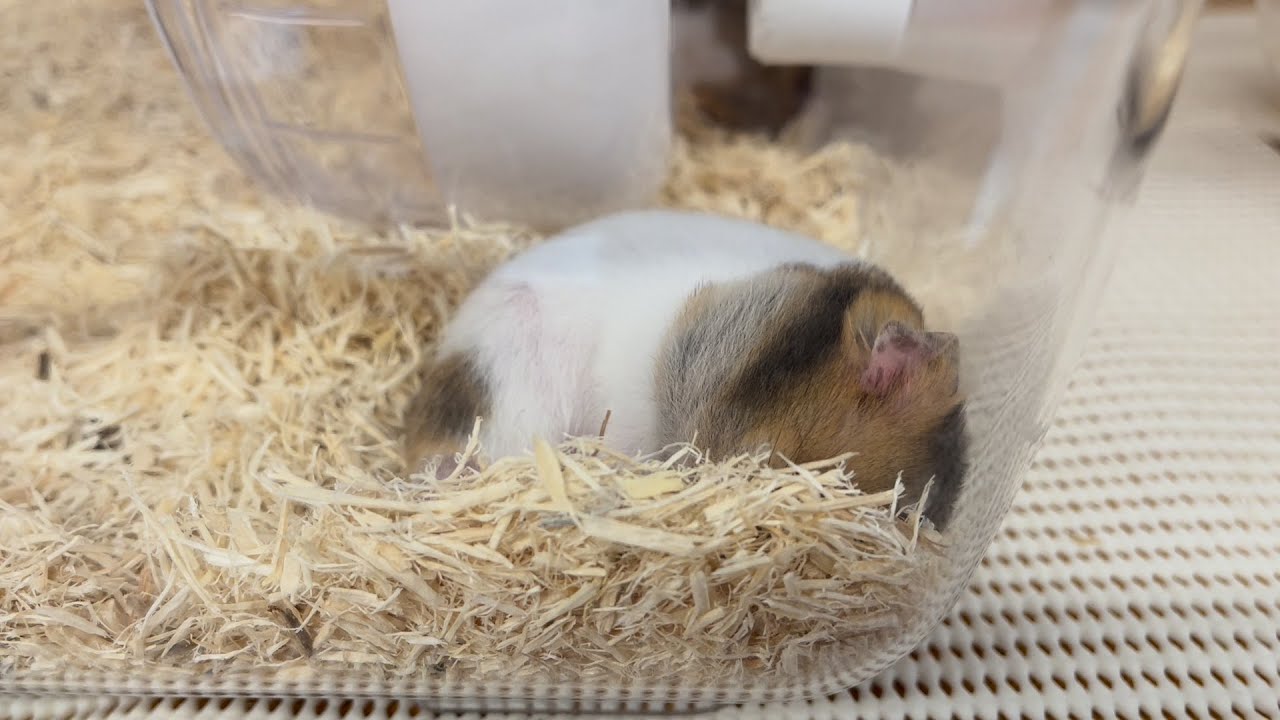 【声あり】ホームセンターに行って小動物コーナーを探索してきました