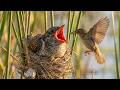 Common Cuckoo 60 Days From Egg To Survivor The Perfect Brood Parasite