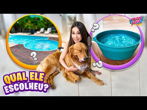 PISCINA OU BACIA? QUAL MEU CACHORRO ESCOLHEU?- Fran Japa