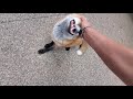 Finnegan Fox Throws A Temper Tantrum