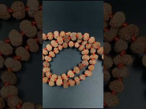 Fourteen Mukhi Rudraksha Garland