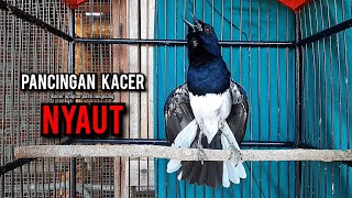 Download lagu SUARA BURUNG kacer gacor NGEPLONG tarung ini paling ampuh buat PANCINGAN KACER agar EMOSI mp3