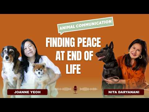 The Guilt After Euthanasia Doesn't Have to Haunt You
