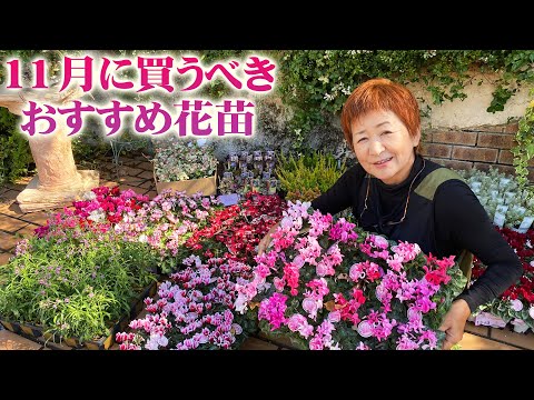 冬でも一年中フラワーガーデン用の鉢植えのミニシクラメン