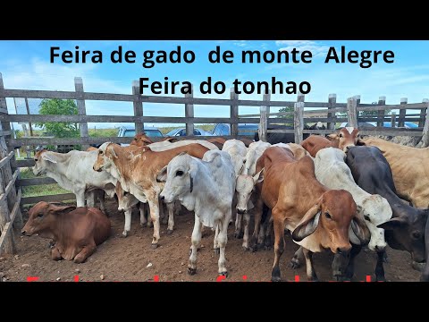 Explorando a feira de gado em Monte Alegre sergipe feira do gado do tonhao