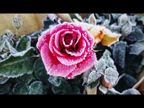 Oberbergischer Sängergruss