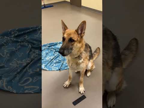 Zeus Youtube Video