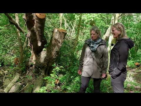 Naturen vid kalkugnarna i Östra torp - där solvarm kalkbrant blivit steklarnas oas