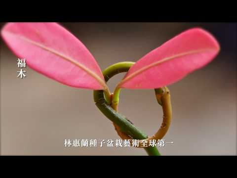 福木繁殖