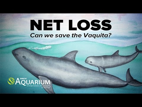 Net Loss: New Abundance Estimate Reveals That  Mexico’s Vaquita Faces Imminent Extinction