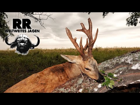 Hunting Adventure Kazakhstan Part 2 | Siberian Roebuck | Sibirischer Rehbock | RR Weltweites Jagen