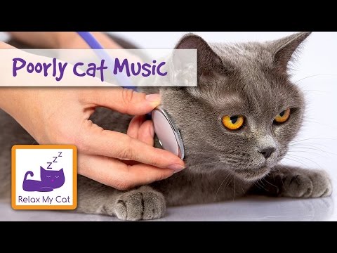 Music for Cats and Kittens, Help keep Your Cat Calm. Perfect for Poorly Cats!