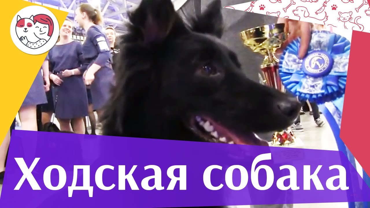 Ходская собака на Евразии 17 ilikepet