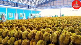 World Largest Durian Plantation, World Largest Importer and Exporter of Durian fruit, Durian Farming